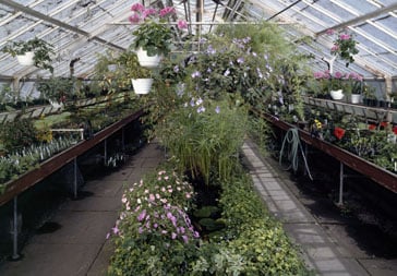 Lyman Estate Greenhouses Historic New England A Greenhouse For Cut Flowers