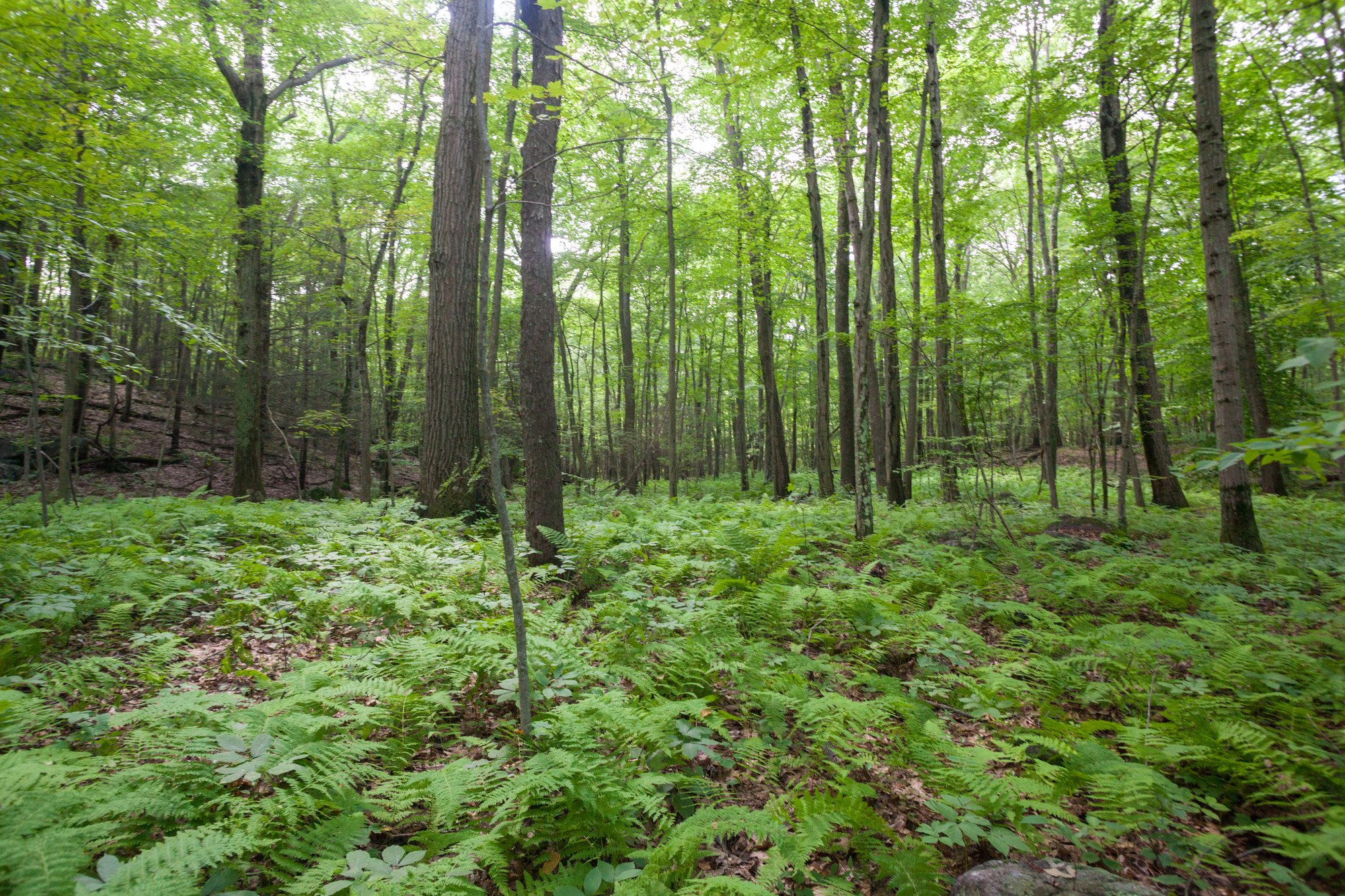 Forest with bed of ferns