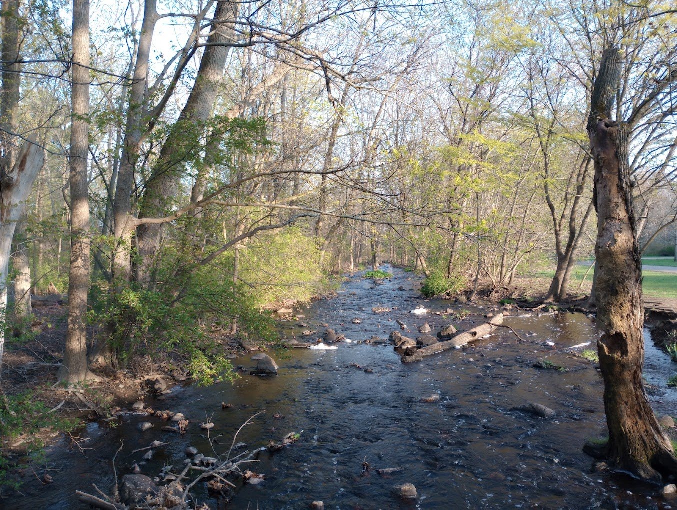 Beaver Brook in Waltham- a small brook meandering through a wooded area.