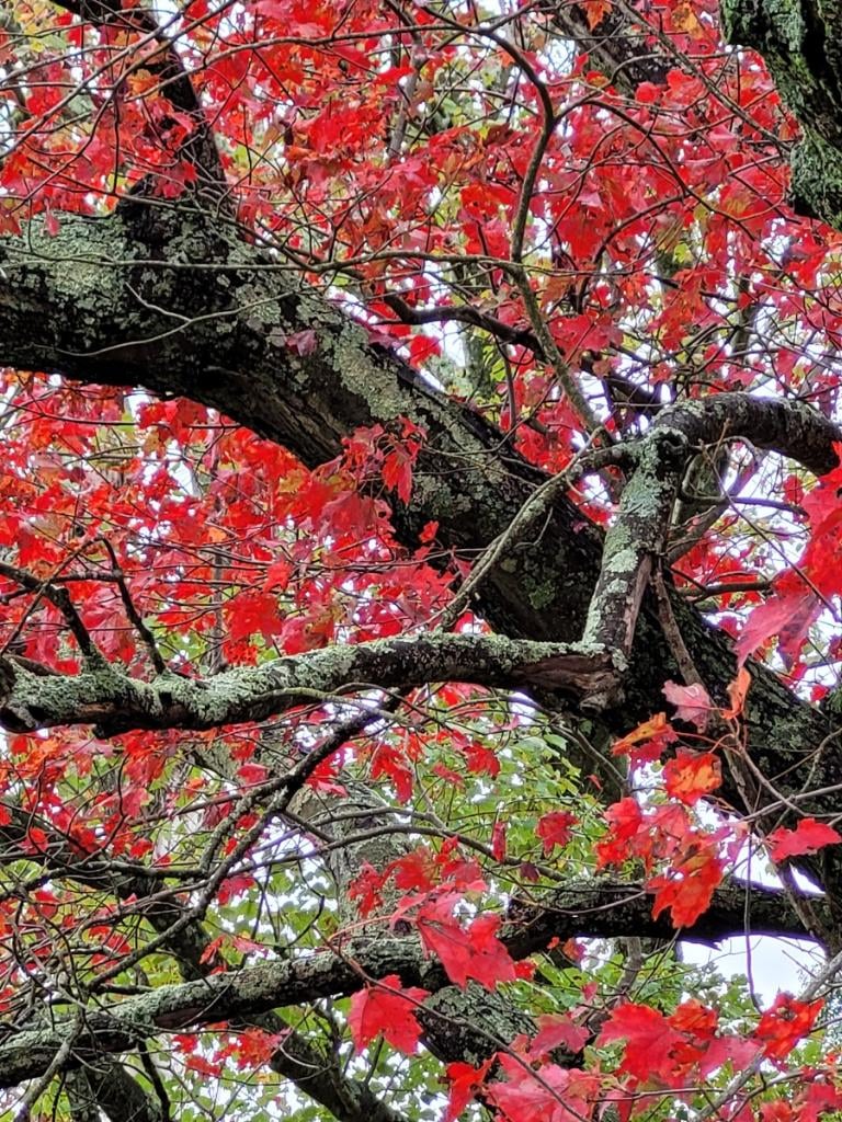 Maple tree in fall with red foliage