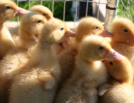 little_ducklings_summer_camp_2_-_471_x_360