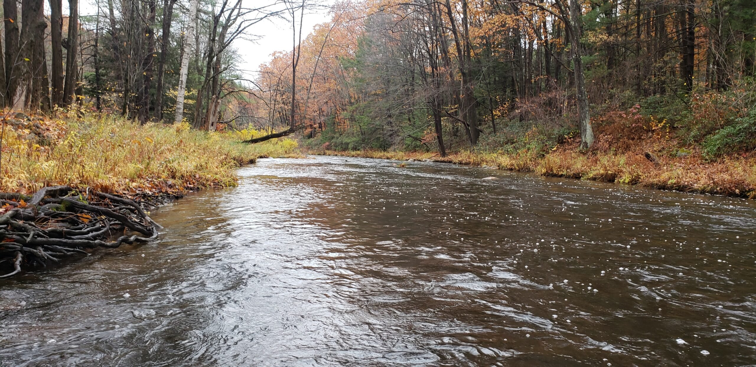 River with trees in foliage along river bank.