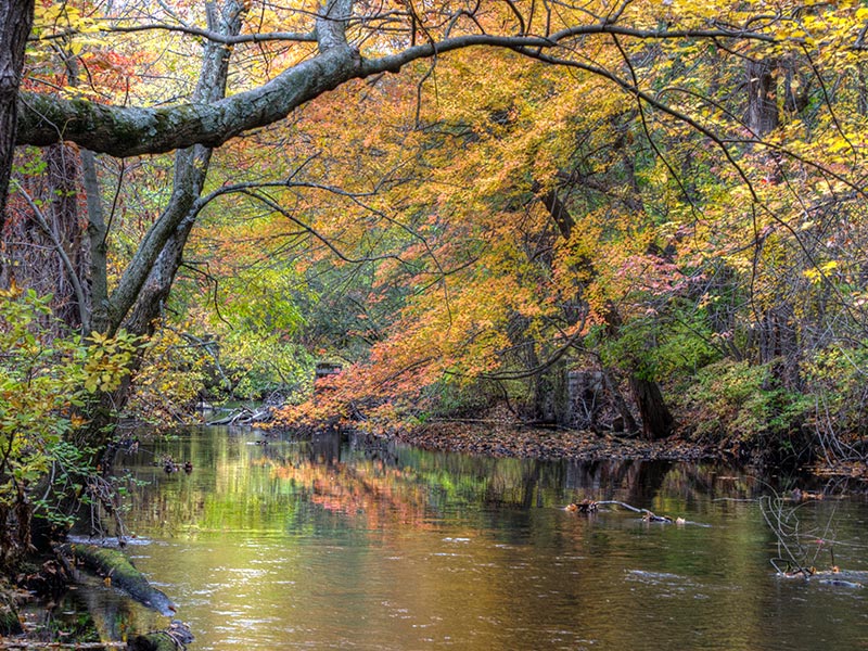 Deciduous trees with fall foliage along a river bank