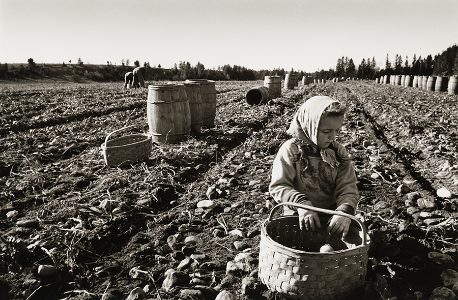Young girl in field picking potatoes. Black and white photo.