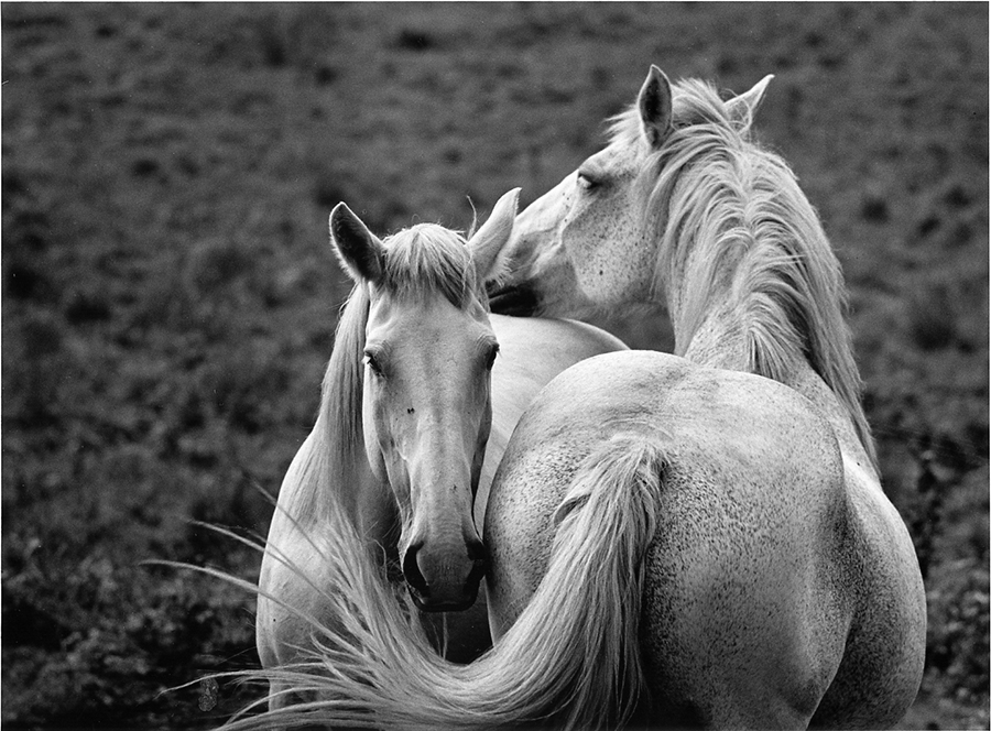 Two pale horses in black and white photo