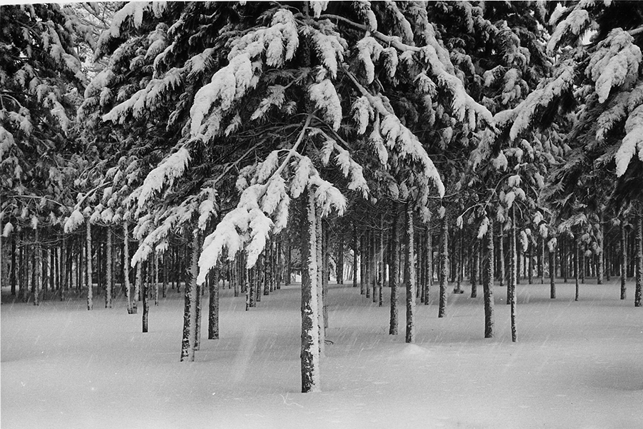 Snow on pine trees in forest. Trees planted in straight lines. Black and white photo.